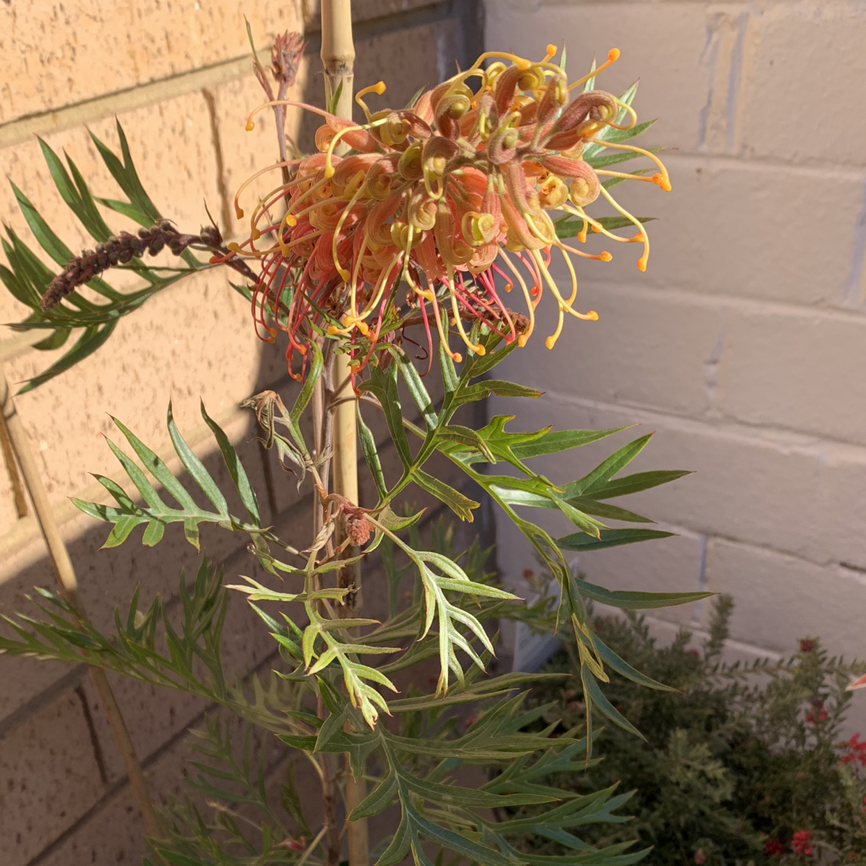Photo of the plant species Grevillea sp. by Nikki named Khaleesi on Greg, the plant care app