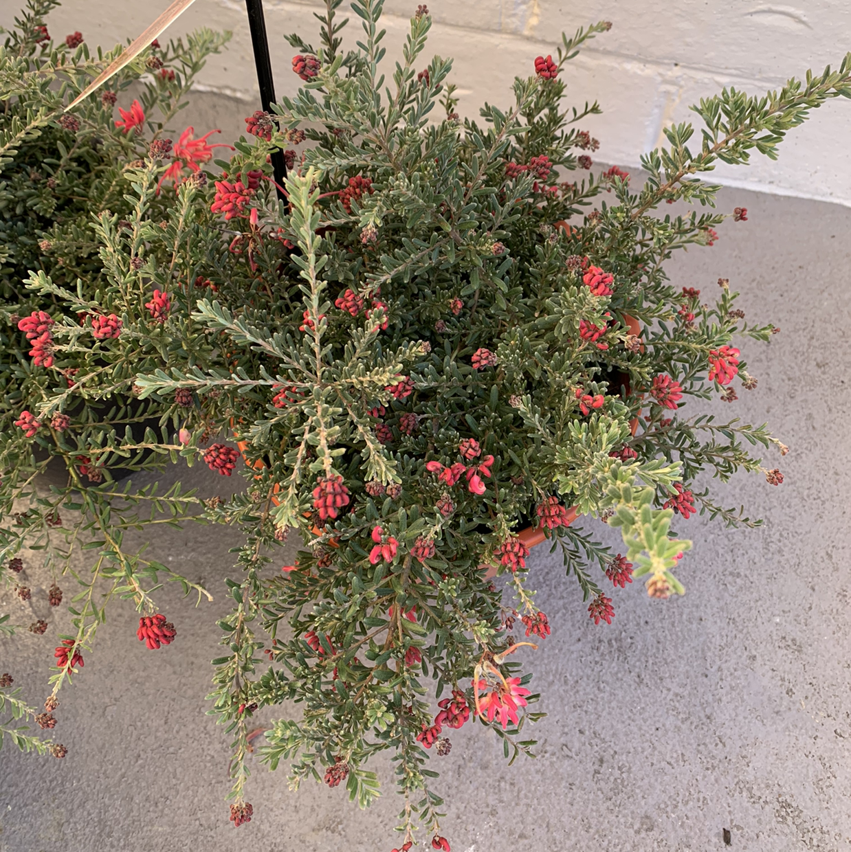 Photo of the plant species Woolly grevillea by Nikki named Winters on Greg, the plant care app