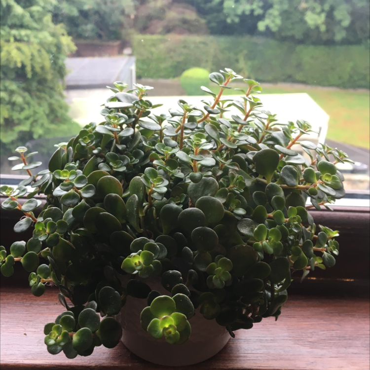 Healthy Woodland Stonecrop plant on a windowsill.