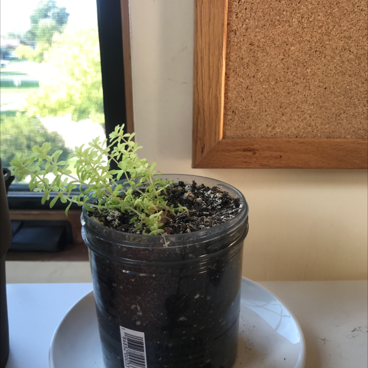 Goldmoss Stonecrop plant in a plastic container with soil, placed on a white plate.