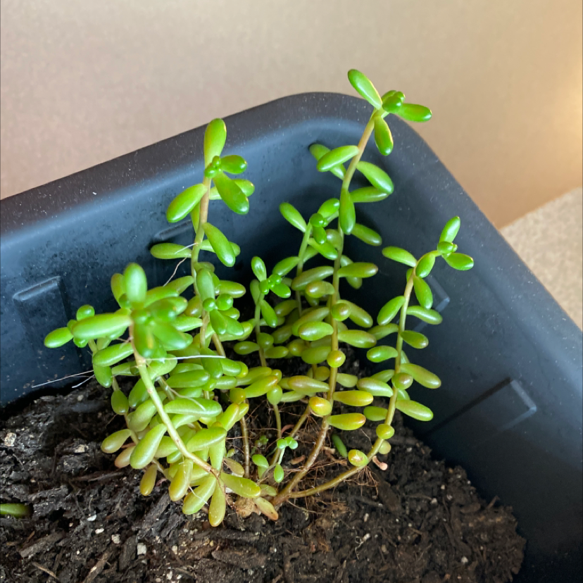 Photo of the plant species White Stonecrop by @Noahb25 named Bubble Boy on Greg, the plant care app