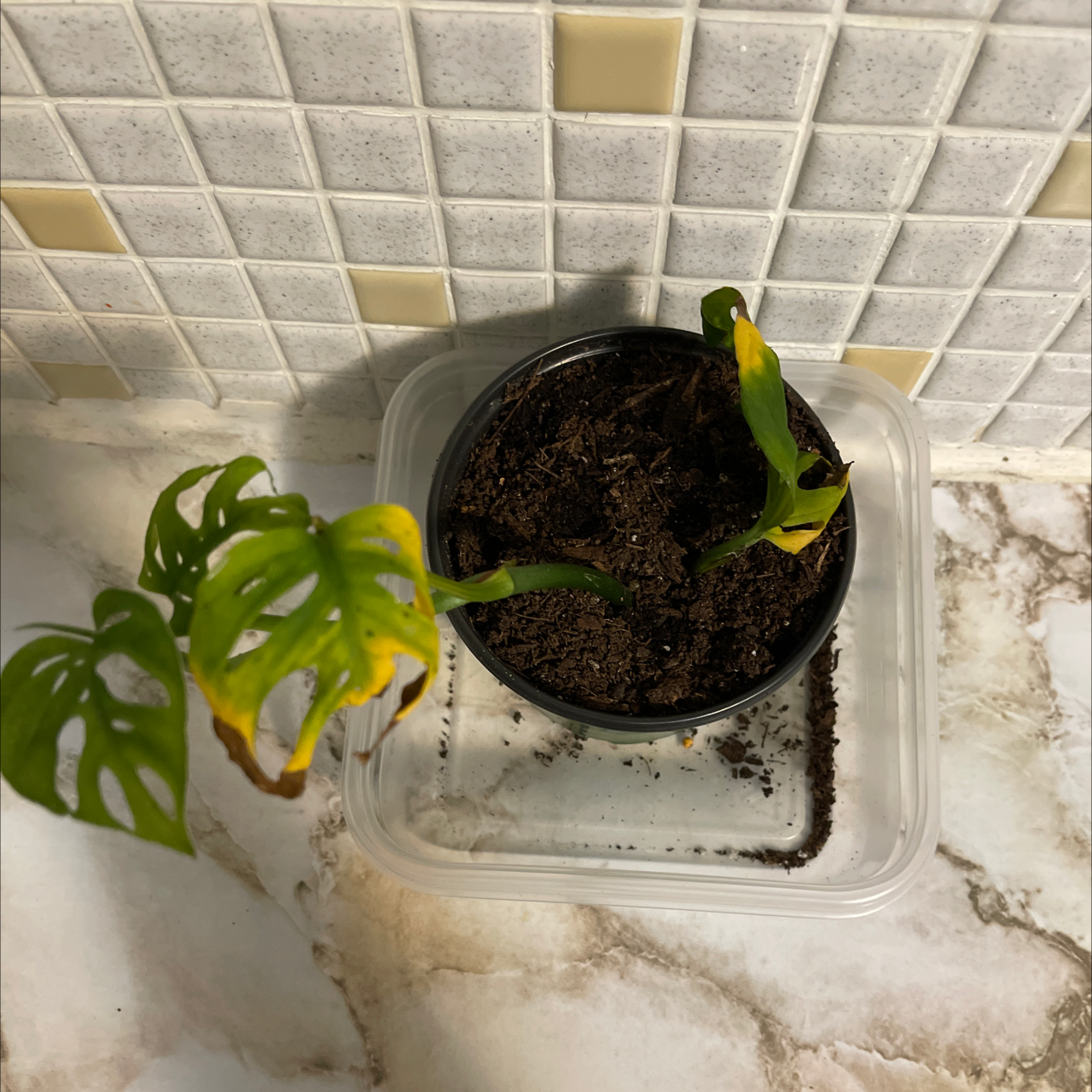 Monstera plant photo by @Breanne21 named Dolores on Greg, the plant care app.