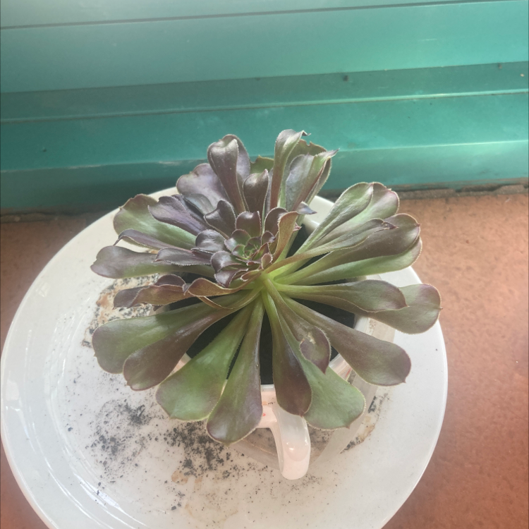 Aeonium Arboreum plant photo by @katieplants named Meggy on Greg, the plant care app.