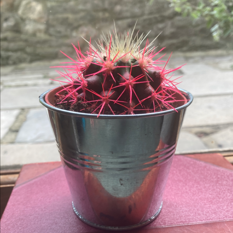 Golden Barrel Cactus plant photo by @liz.white.121 named Siouxsie on Greg, the plant care app.
