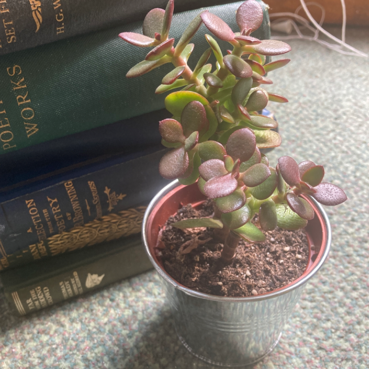 Lucky Plant plant photo by @liz.white.121 named Felix on Greg, the plant care app.