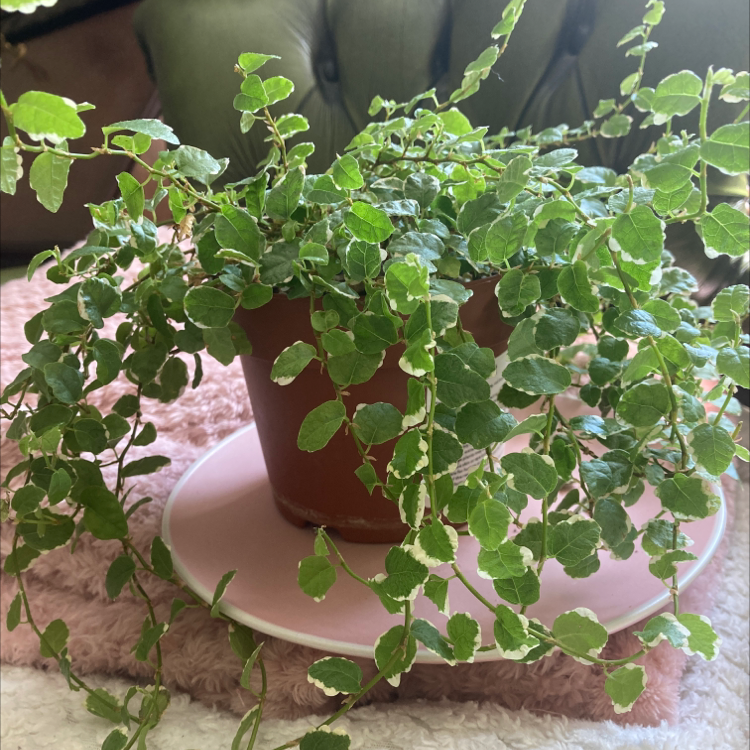 Photo of the plant species Bellus by @liz.white.121 named Sebastian on Greg, the plant care app