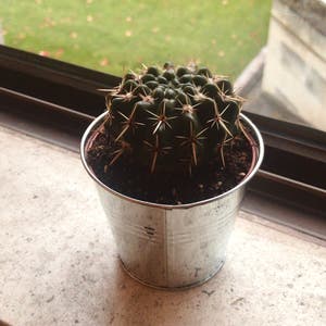 Cactus plant photo by @liz.white.121 named Spike on Greg, the plant care app.