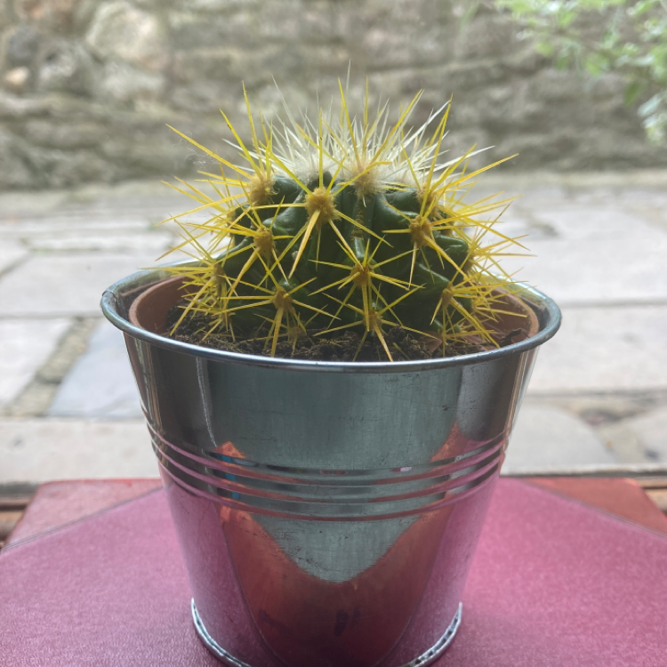 Golden Barrel Cactus plant photo by @liz.white.121 named Sid on Greg, the plant care app.