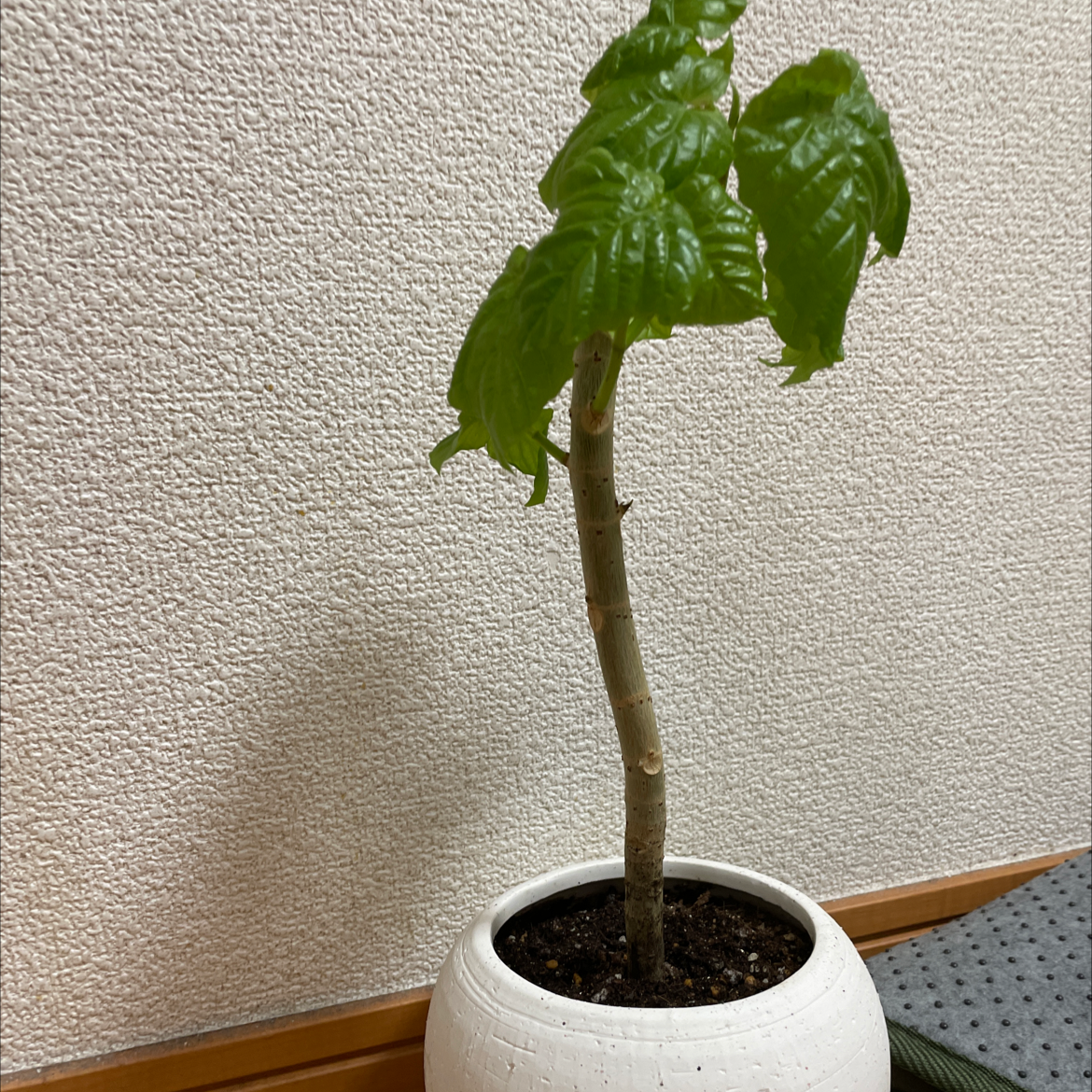 Potted Ficus umbellata plant with large green leaves indoors against a textured wall.