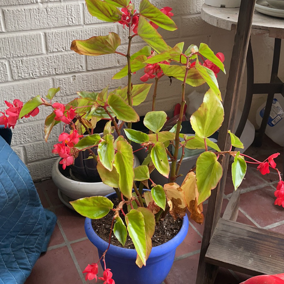 Photo of the plant species Clubed Begonia by @JadeLikeThePlant named Alexis on Greg, the plant care app