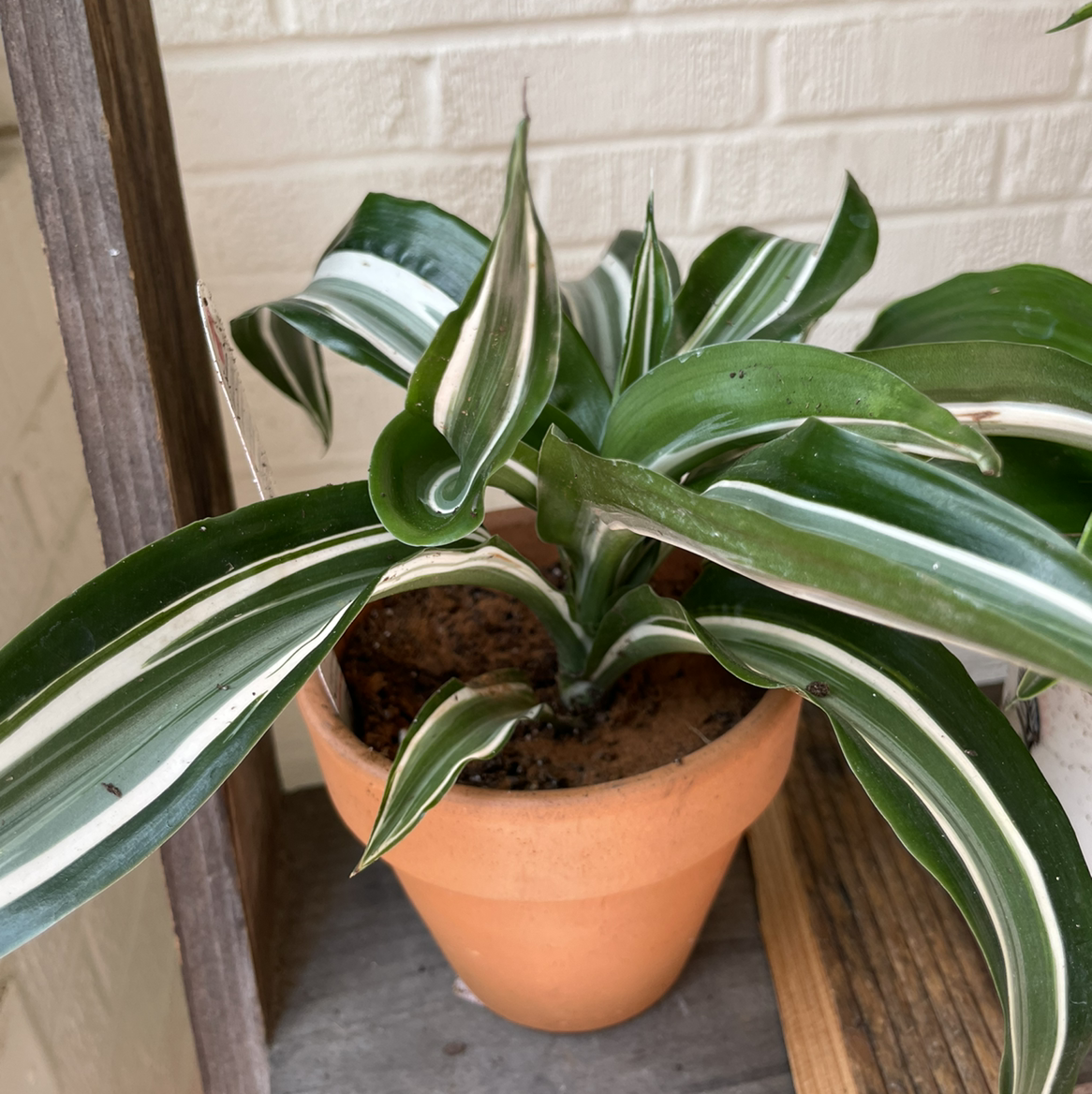 Photo of the plant species White Jewel Dracaena by @JadeLikeThePlant named David on Greg, the plant care app
