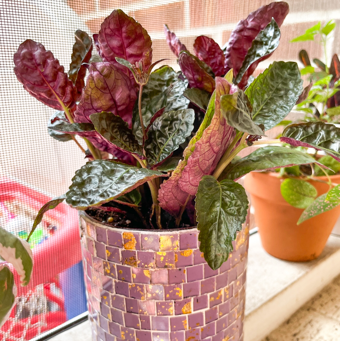 Photo of the plant species Waffle Plant by @JadeLikeThePlant named Marie on Greg, the plant care app