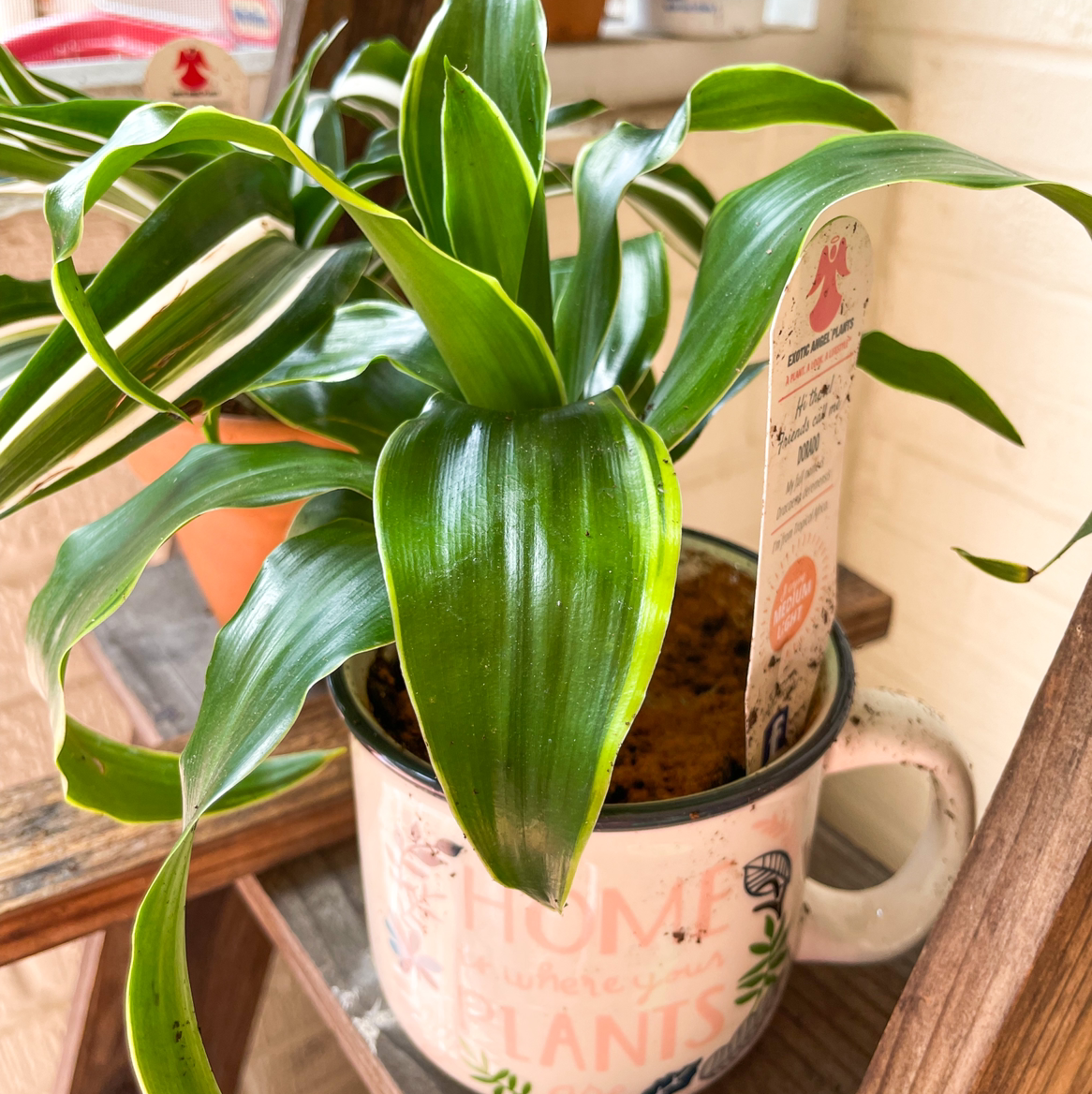 Photo of the plant species Dracaena Dorado by @JadeLikeThePlant named Patrick on Greg, the plant care app