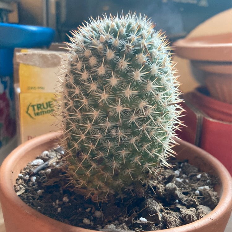 Photo of the plant species Twin Spined Cactus by @Pandawillrule named Spikey on Greg, the plant care app