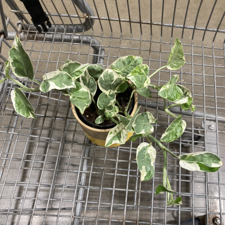 Pearls and Jade Pothos plant photo by @Pandawillrule named Jade on Greg, the plant care app.