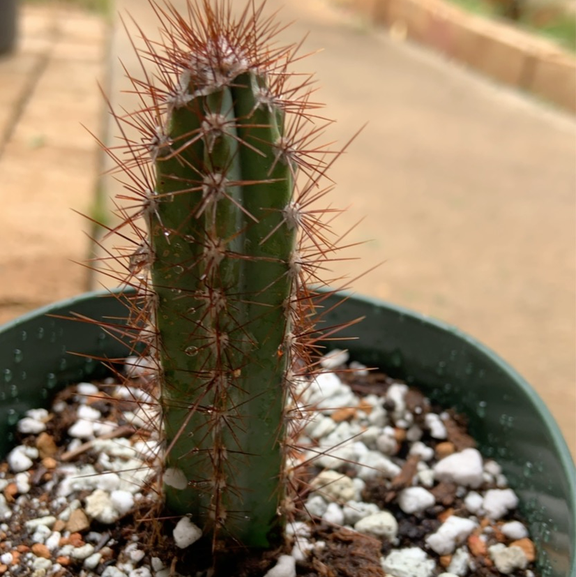 Blue Columnar Cactus in a pot with visible soil and prominent spines.
