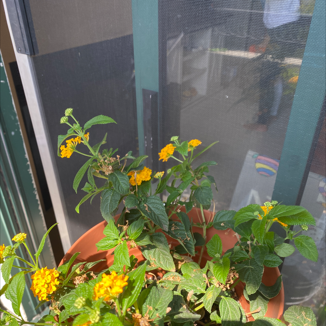 Potted Lantana plant with yellow flowers on a balcony.