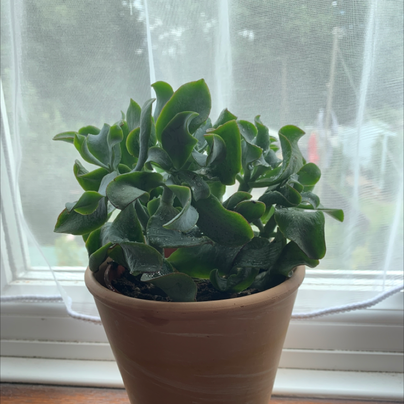 Photo of the plant species Silver Dollar Plant by @gay_penguin named Tangy Liam on Greg, the plant care app