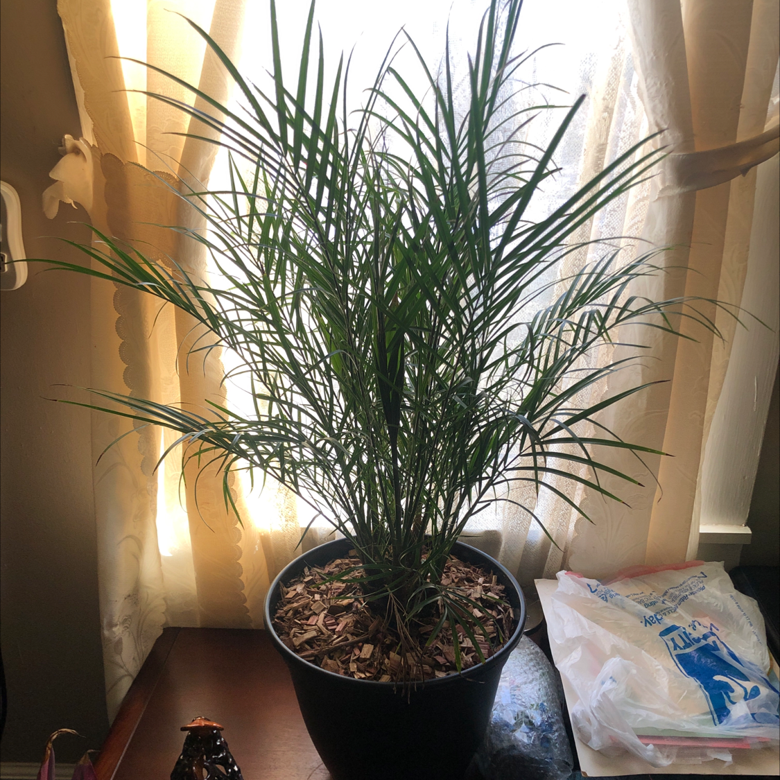 A healthy, thriving Pygmy Date Palm in a black pot, with vibrant green fronds arching outward to create an attractive shape.