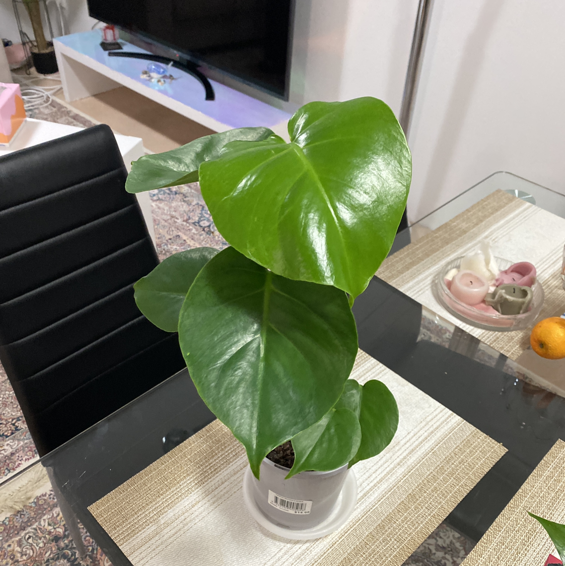 Philodendron Scandens plant photo by 莉霞 named Monstera taierll on Greg, the plant care app.