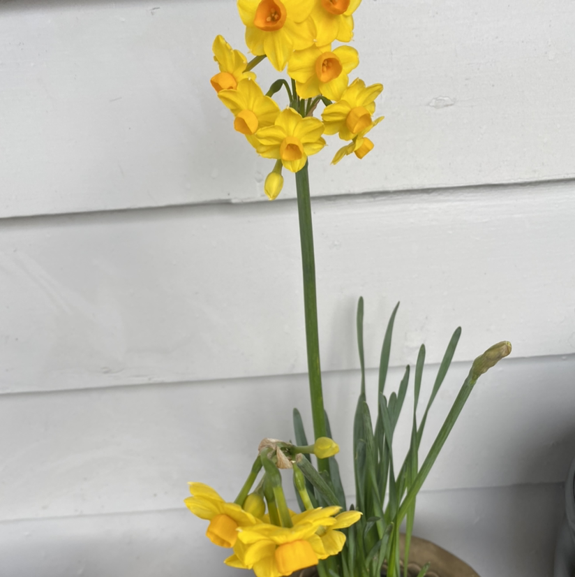 Photo of the plant species Jonquil by Lauren named Naomi on Greg, the plant care app