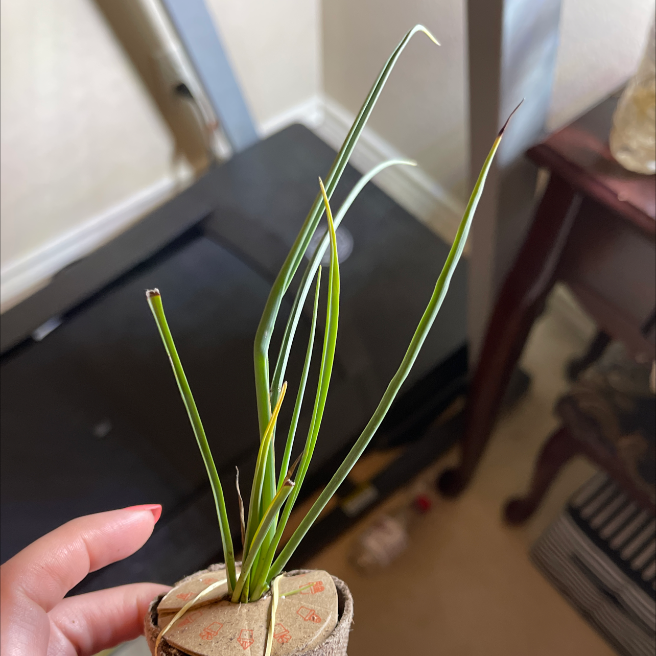 Engelmann's false yucca plant with long, narrow leaves held by a hand in a small container.
