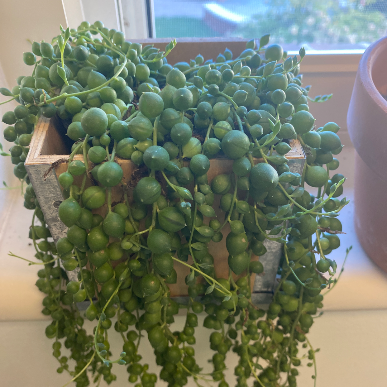 Healthy String of Pearls plant in a wooden container with green, spherical leaves cascading down.