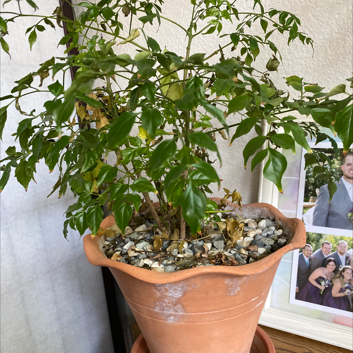 Healthy China Doll houseplant with lush green pinnate leaves in a terracotta pot, decorative pebble mulch on soil surface.