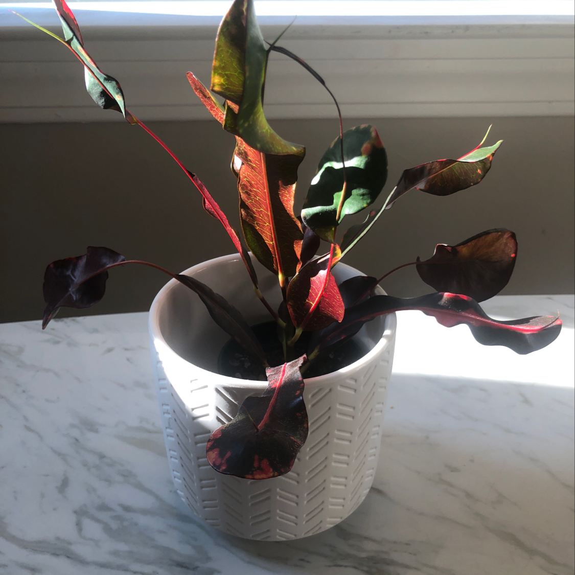 Healthy Croton 'Petra' plant in white ceramic pot with vibrant multi-colored leaves in shades of green, red and yellow.