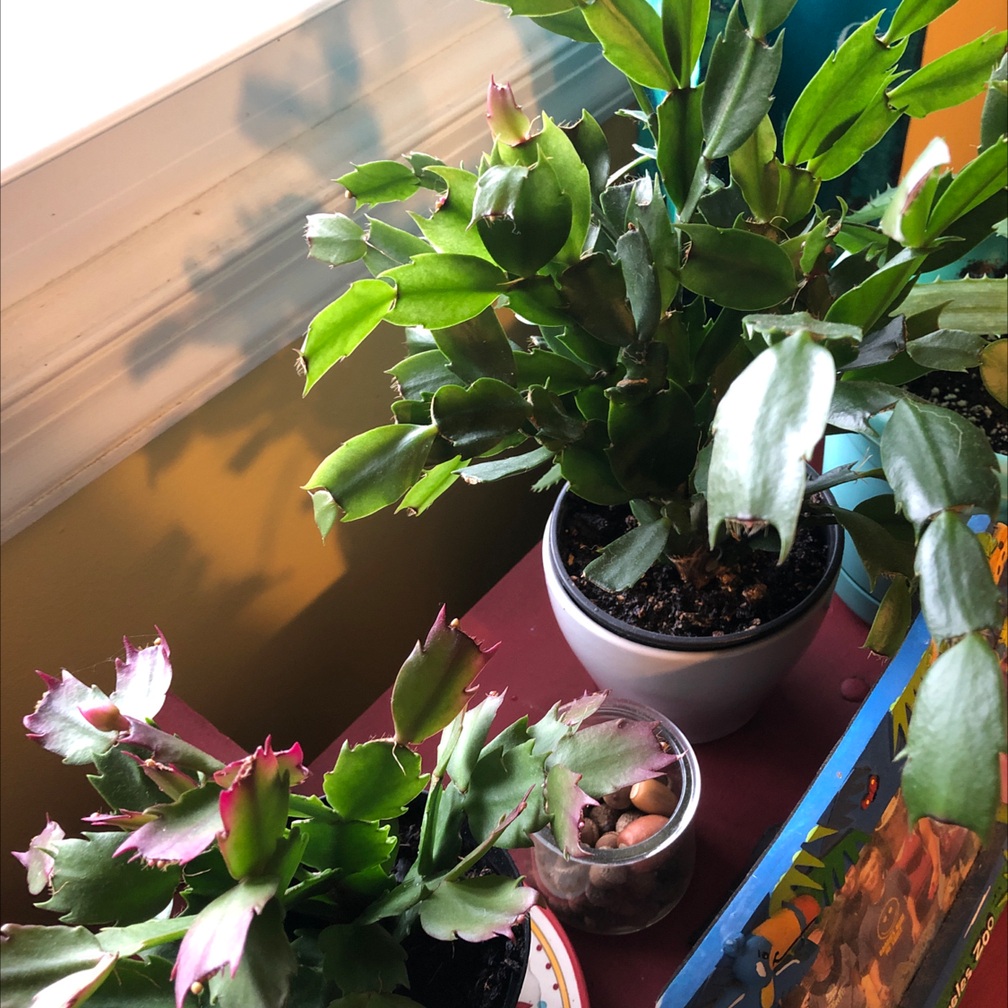 Two healthy Easter Cactus plants in pots on a windowsill with visible soil.