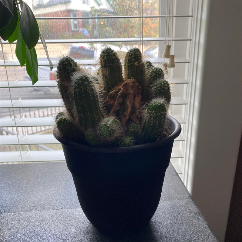 Silver Torch Cactus plant photo by @jimmyfromhell named Bob on Greg, the plant care app.