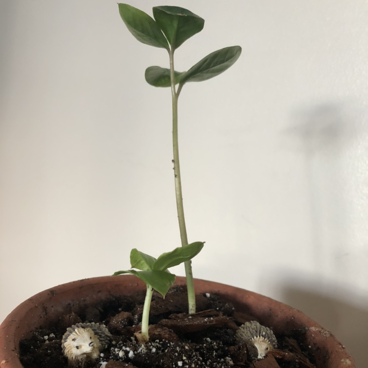 Zamioculcas Zamiifolia plant photo by @Sendnodes named Polarity Zz 6/20 on Greg, the plant care app.