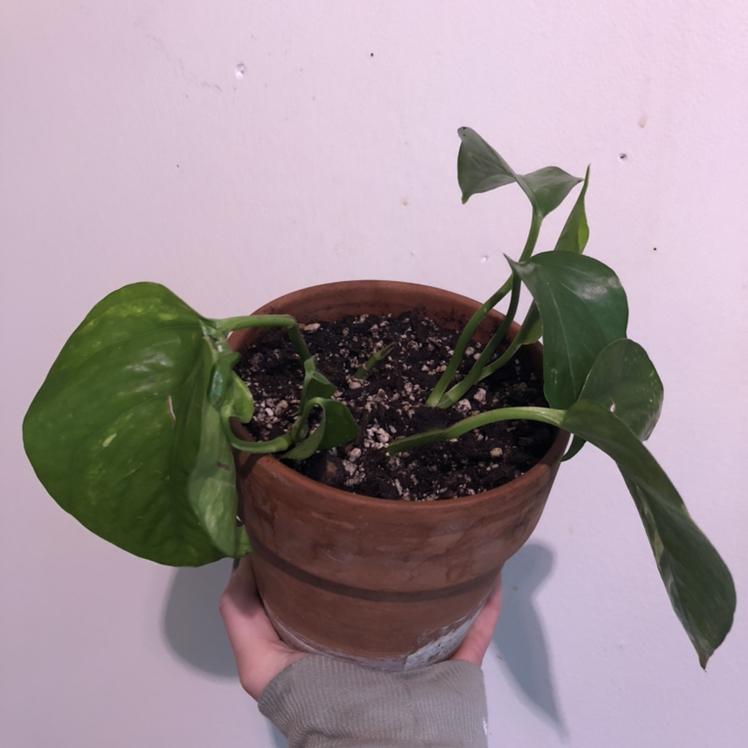Jade Pothos plant photo by @Sendnodes named Richmond propagate on Greg, the plant care app.