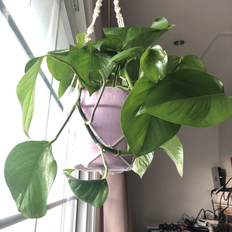 Jade Pothos plant photo by @Sendnodes named Richmond 7/20 on Greg, the plant care app.