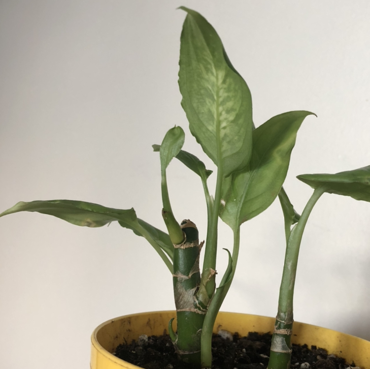 Lucky Bamboo plant photo by @Sendnodes named Jack bamboo 6/19 on Greg, the plant care app.