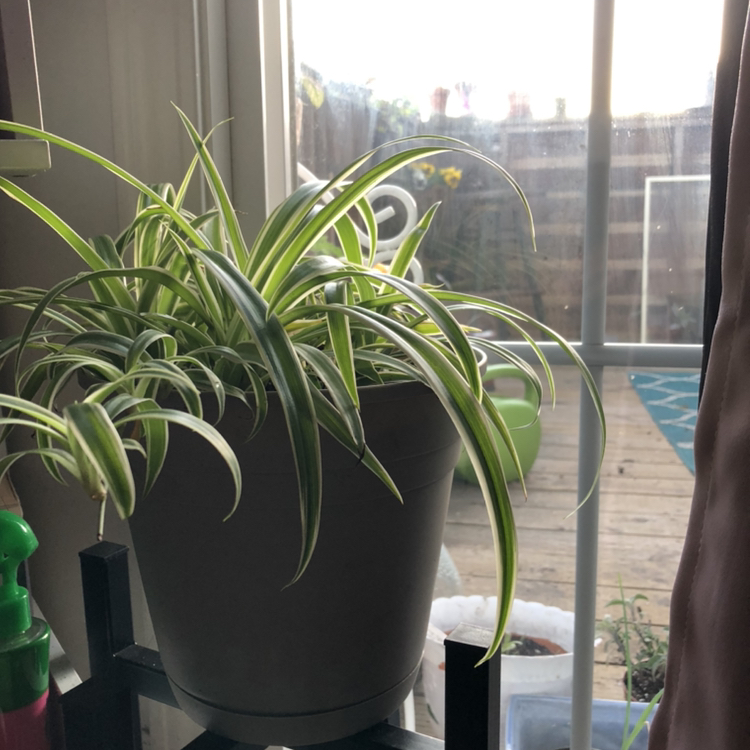 Spider Plant plant photo by @Sendnodes named Mama spider 6/20 on Greg, the plant care app.