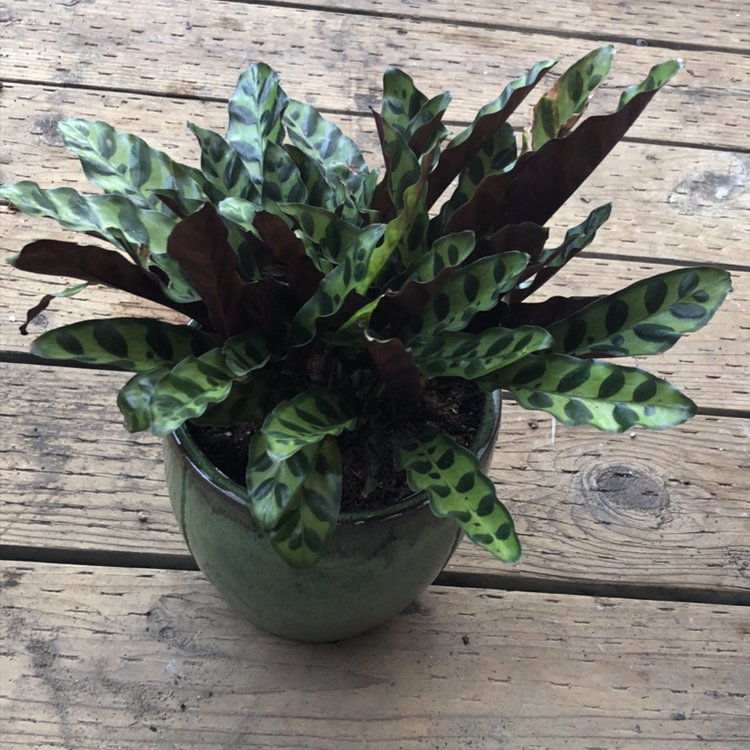 Rattlesnake Plant plant photo by @Sendnodes named Safeway $11 on Greg, the plant care app.