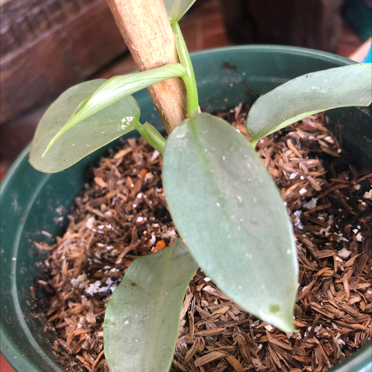 Silver Sword Philodendron in a pot with visible soil and healthy green leaves.