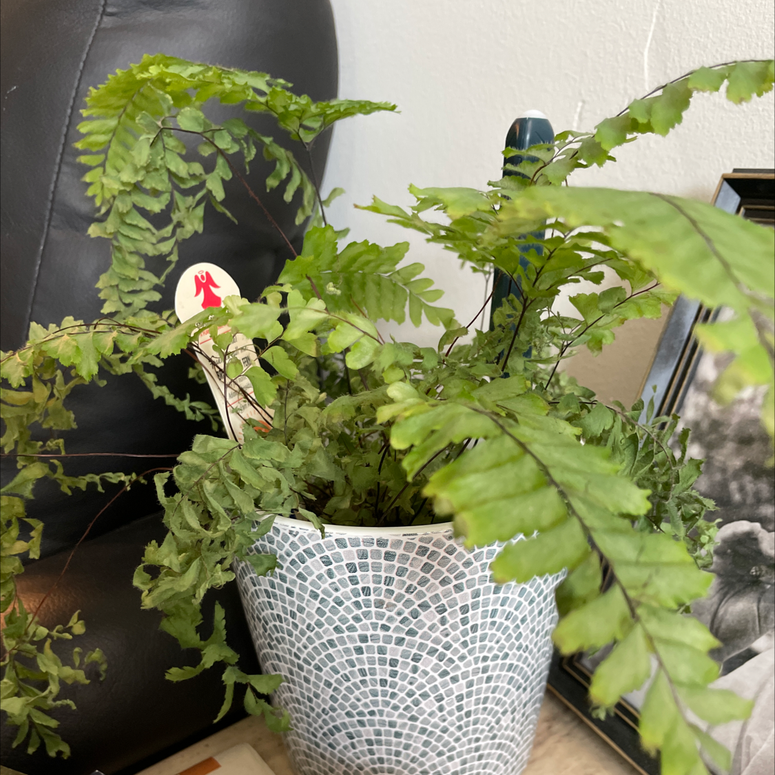 Rough Maidenhair Fern in a decorative pot with vibrant green leaves.