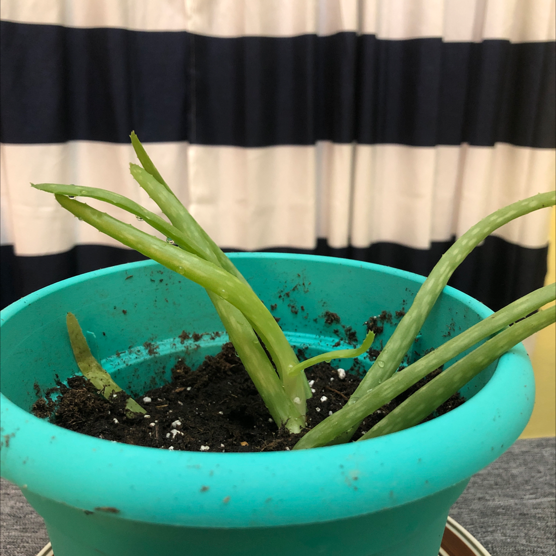 Aloe vera plant photo by @EllieP named Aggie ❤️ on Greg, the plant care app.