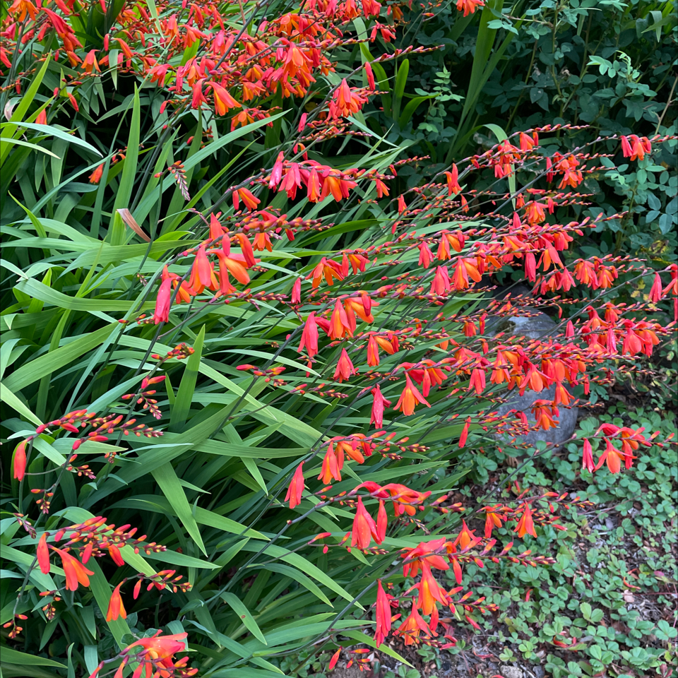 Photo of the plant species Bulbil Bugle-Lily by Sheri named Your plant on Greg, the plant care app