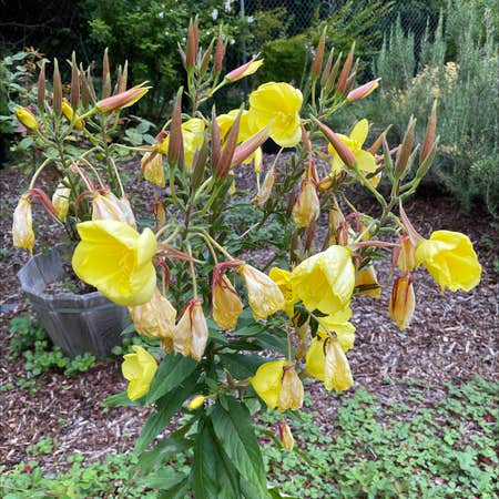 Photo of the plant species Redsepal Evening Primrose by Sheri named Your plant on Greg, the plant care app