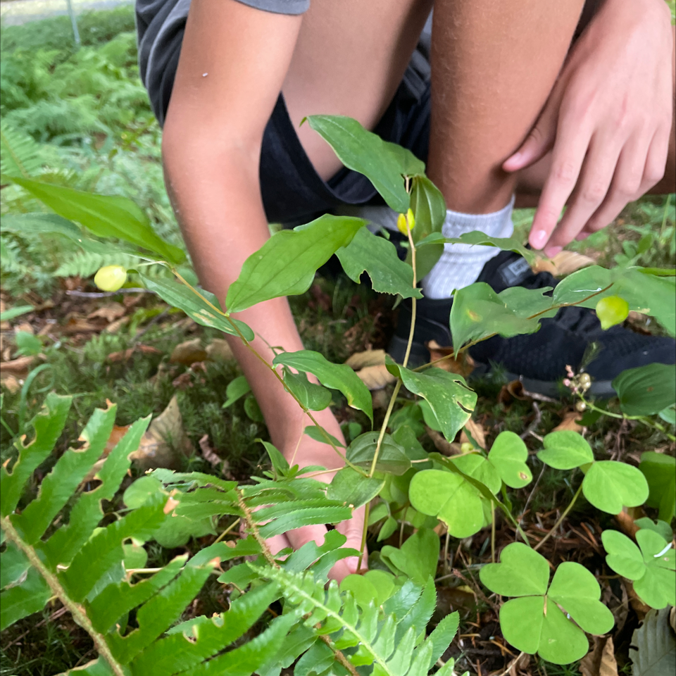 Photo of the plant species Drops of Gold by Sheri named Your plant on Greg, the plant care app