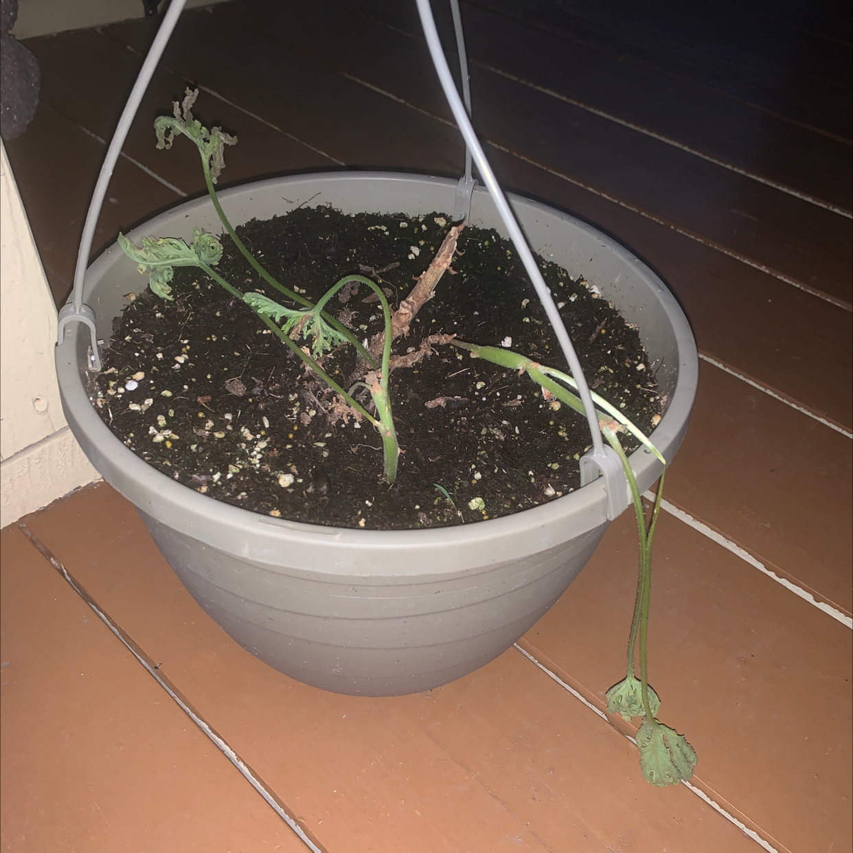 Potted Citronella plant with significant wilting and browning leaves.