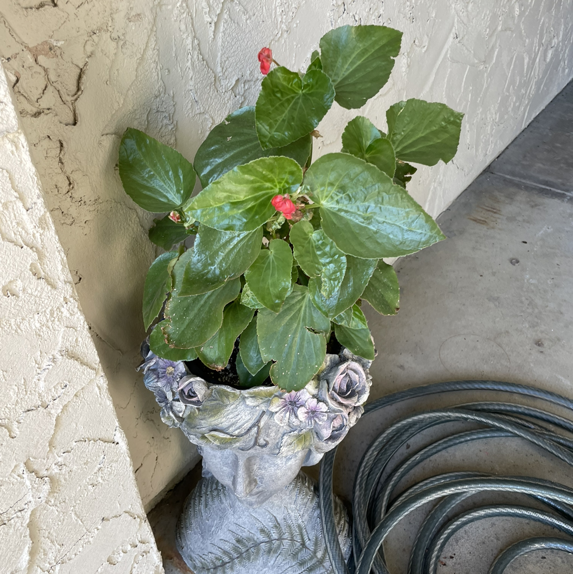 Photo of the plant species Begonia cucullata by @Norcalshell named Sproutacus on Greg, the plant care app