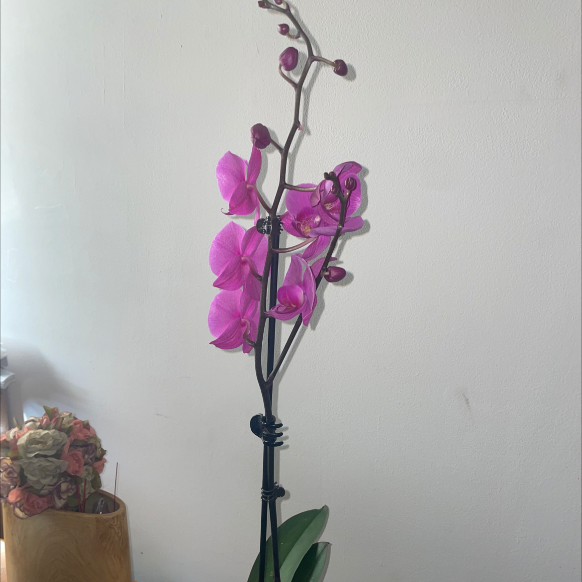 Photo of the plant species Doritis pulcherrima by @SonnjaMonae named Orca on Greg, the plant care app