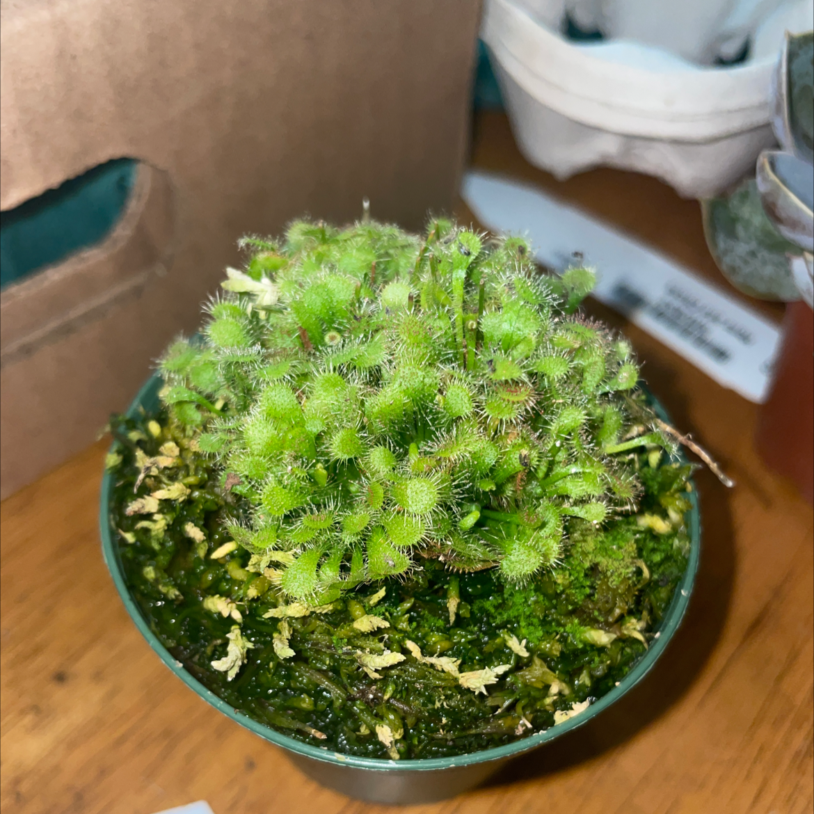 Photo of the plant species Spoon-Leaved Sundew by @SonnjaMonae named Dewy on Greg, the plant care app