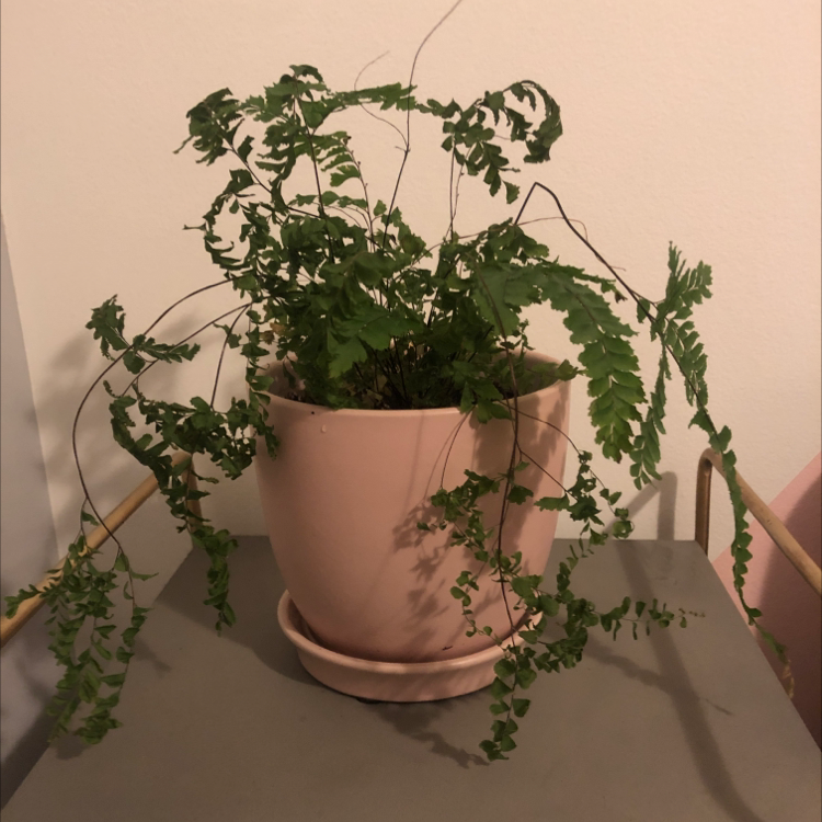 Potted Hemionitis raddiana plant with delicate, fern-like leaves indoors on a table.