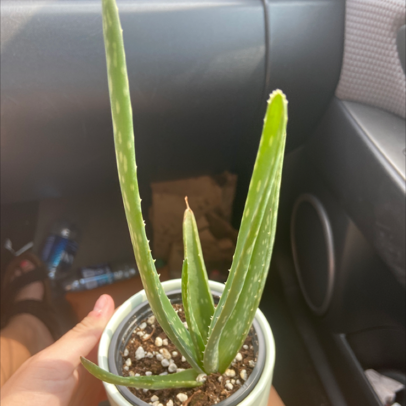 Aloe vera plant photo by Nadia named balogna on Greg, the plant care app.