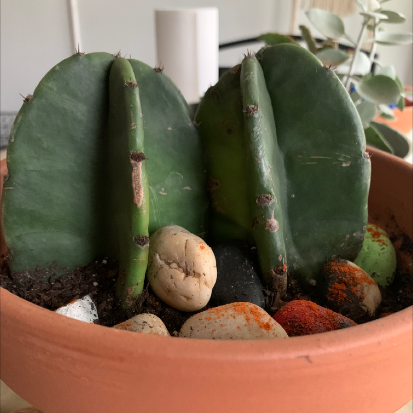 Pleated Cereus plant in a terracotta pot with decorative stones, showing some stem discoloration.